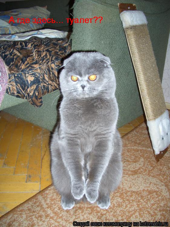 А где здесь... туалет?? А где здесь... туалет??... Котоматрица: А где здесь... туалет?? А где здесь... туалет??