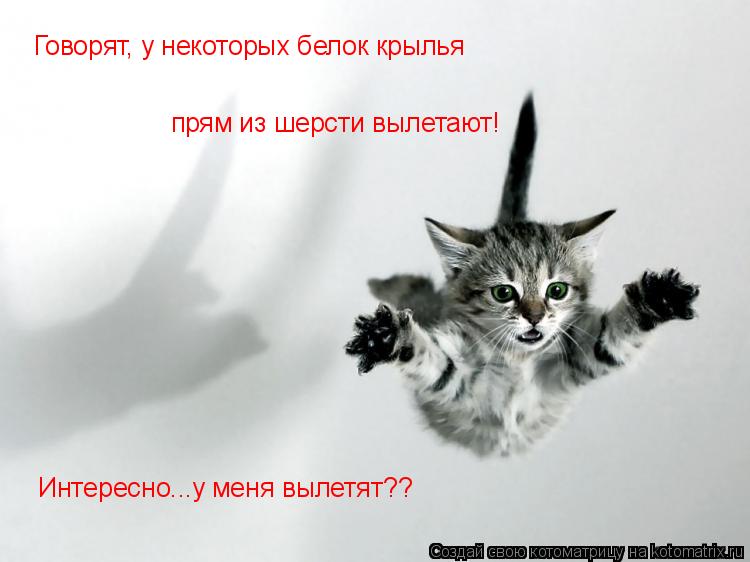 Говорят, у некоторых белок крылья прям из шерсти вылетают! Интересно...у меня вылетят??... Котоматрица: Говорят, у некоторых белок крылья прям из шерсти вылетают! Интересно...у меня вылетят??