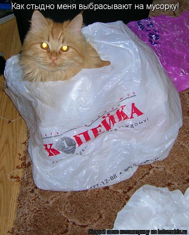 Как стыдно меня выбрасывают на мусорку!... Котоматрица: Как стыдно меня выбрасывают на мусорку!