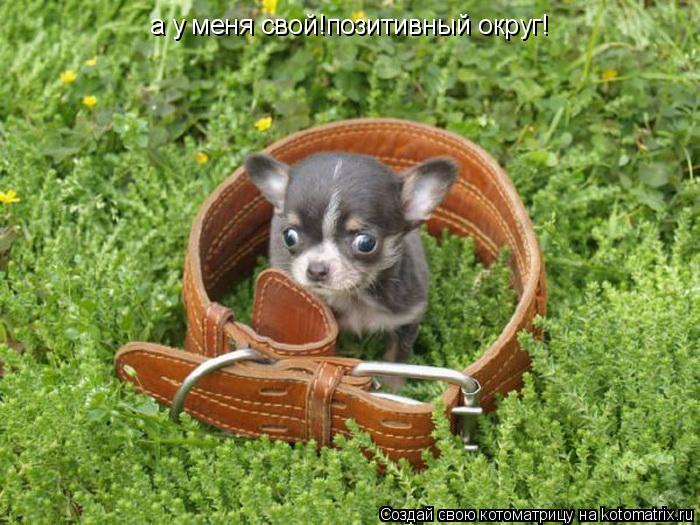 а у меня свой!позитивный округ!... Котоматрица: а у меня свой!позитивный округ!