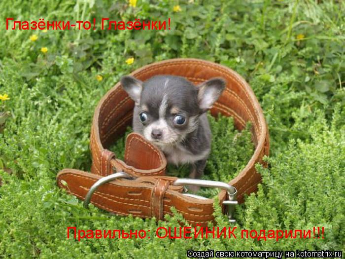 Глазёнки-то! Глазёнки! Правильно: ОШЕЙНИК подарили!!!... Котоматрица: Глазёнки-то! Глазёнки! Правильно: ОШЕЙНИК подарили!!!