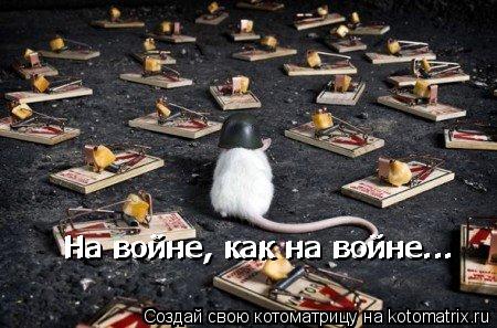 На войне, как на войне... На войне, как на войне...... Котоматрица: На войне, как на войне... На войне, как на войне...
