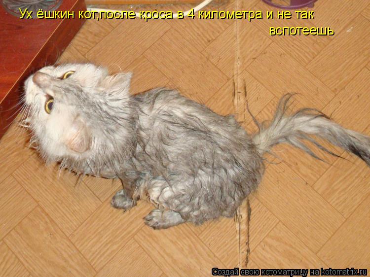 Ух ёшкин кот,после кроса в 4 километра и не так вспотеешь... Котоматрица: Ух ёшкин кот,после кроса в 4 километра и не так вспотеешь