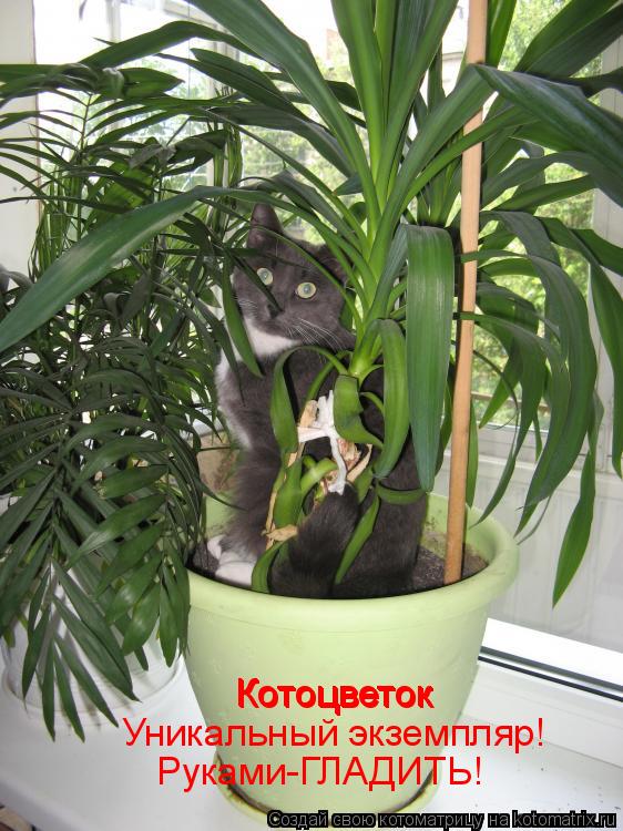 Котоцветок Котоцветок Котоцветок Уникальный экземпляр! Руками-ГЛАДИТЬ!... Котоматрица: Котоцветок Котоцветок Котоцветок Уникальный экземпляр! Руками-ГЛАДИТЬ!