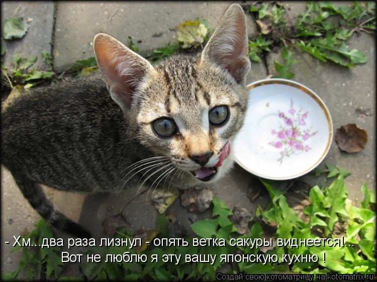 Вот не люблю я эту вашу японскую кухню ! - Хм...два раза лизнул - опять ветка сакуры виднеется!...... Котоматрица: Вот не люблю я эту вашу японскую кухню ! - Хм...два раза лизнул - опять ветка сакуры виднеется!...