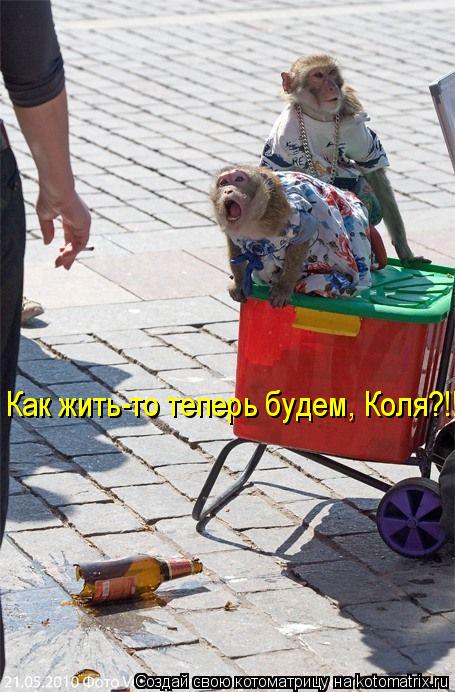 Как жить-то теперь будем, Коля?!!... Котоматрица: Как жить-то теперь будем, Коля?!!