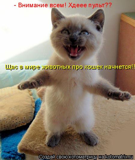 - Внимание всем! Хдеее пульт?? Щас в мире животных про кошек начнется!!... Котоматрица: - Внимание всем! Хдеее пульт?? Щас в мире животных про кошек начнется!!