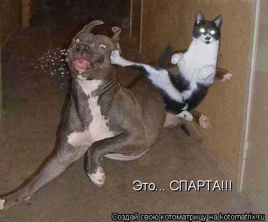 Это... СПАРТА!!!... Котоматрица: Это... СПАРТА!!!