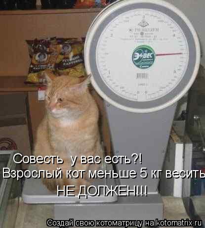 Совесть у вас есть?! Взрослый кот меньше 5 кг весить НЕ ДОЛЖЕН!!!... Котоматрица: Совесть у вас есть?! Взрослый кот меньше 5 кг весить НЕ ДОЛЖЕН!!!