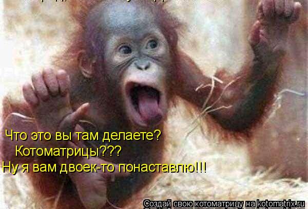 Что это вы там делаете? Котоматрицы??? Ну я вам двоек-то понаставлю!!!... Котоматрица: Что это вы там делаете? Котоматрицы??? Ну я вам двоек-то понаставлю!!!