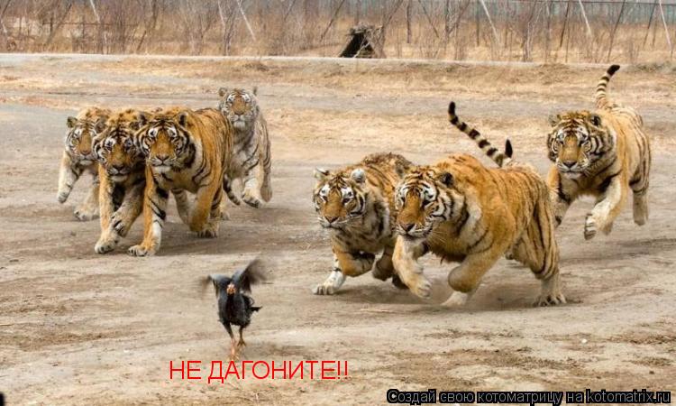НЕ ДАГОНИТЕ!!... Котоматрица: НЕ ДАГОНИТЕ!!