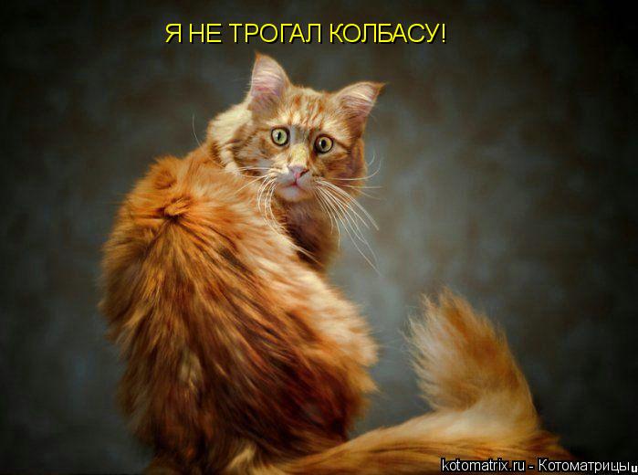Я НЕ ТРОГАЛ КОЛБАСУ!... Котоматрица: Я НЕ ТРОГАЛ КОЛБАСУ!