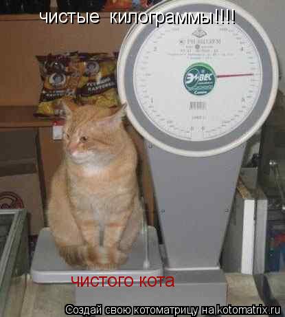 чистые килограммы!!!! чистого кота... Котоматрица: чистые килограммы!!!! чистого кота