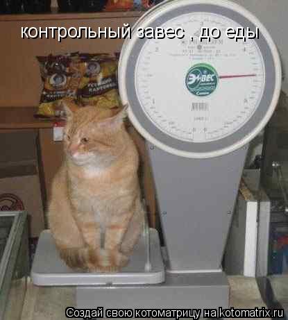 контрольный завес , до еды контрольный завес , до еды... Котоматрица: контрольный завес , до еды контрольный завес , до еды