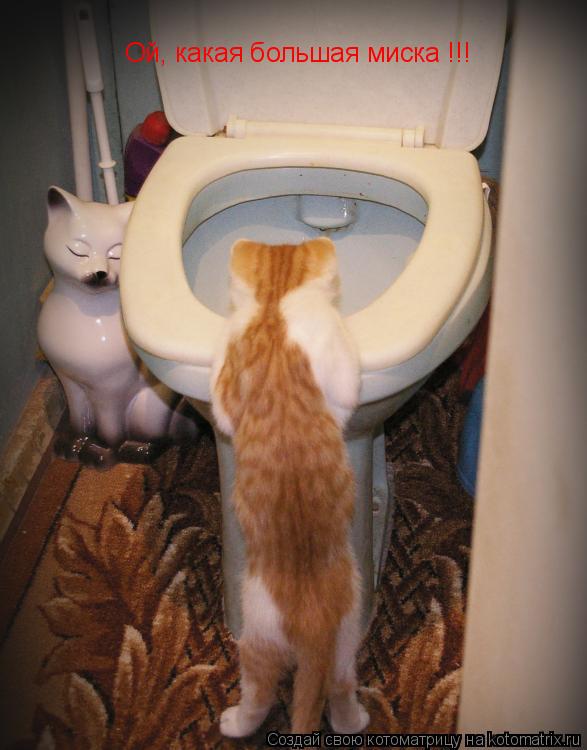 Ой, какая большая миска !!!... Котоматрица: Ой, какая большая миска !!!