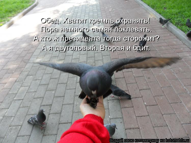 Обед. Хватит кремль охранять! Пора немного семян поклевать. А кто ж президента тогда сторожит? А я дв... Котоматрица: Обед. Хватит кремль охранять! Пора немного семян поклевать. А кто ж президента тогда сторожит? А я двуголовый. Вторая и бдит.