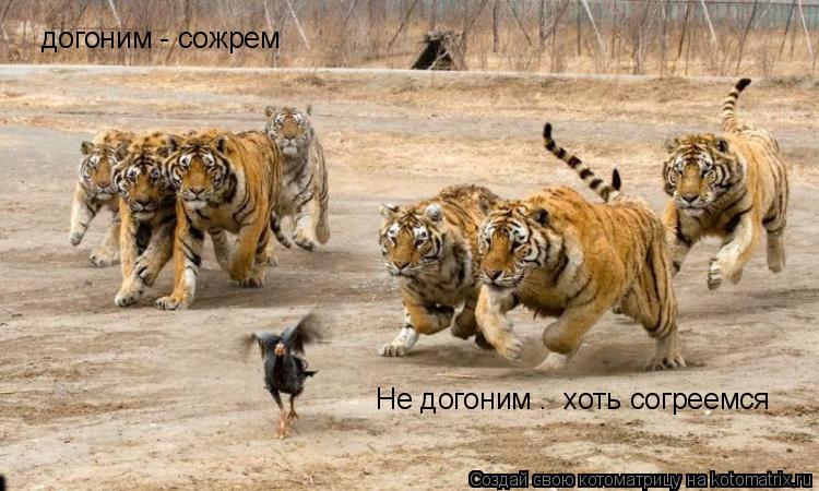 догоним - сожрем Не догоним – хоть согреемся... Котоматрица: догоним - сожрем Не догоним – хоть согреемся