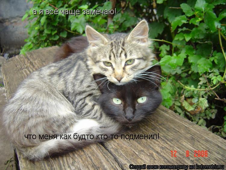 а я всё чаще замечаю! что меня как будто кто-то подменил!... Котоматрица: а я всё чаще замечаю! что меня как будто кто-то подменил!