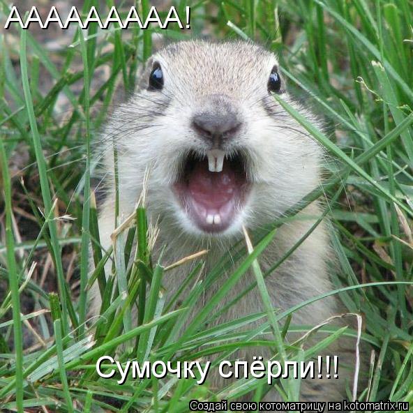 ААААААААА! Сумочку спёрли!!!... Котоматрица: ААААААААА! Сумочку спёрли!!!