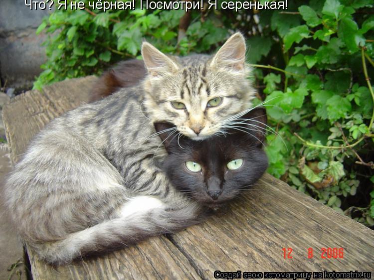 Что? Я не чёрная! Посмотри! Я серенькая!... Котоматрица: Что? Я не чёрная! Посмотри! Я серенькая!