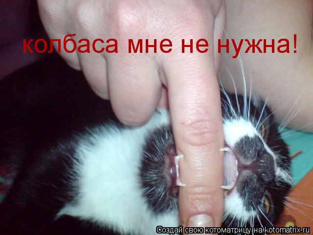 колбаса мне не нужна!... Котоматрица: колбаса мне не нужна!