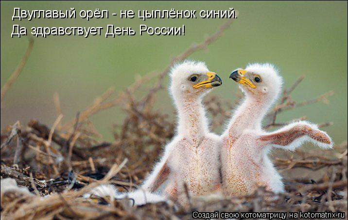 Двуглавый орёл - не цыплёнок синий. Да здравствует День России!... Котоматрица: Двуглавый орёл - не цыплёнок синий. Да здравствует День России!