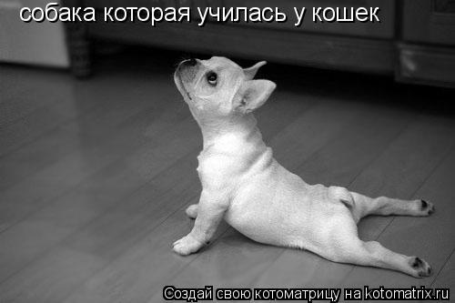 собака которая училась у кошек... Котоматрица: собака которая училась у кошек