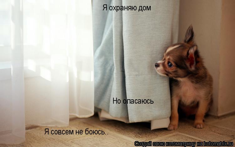 Я охраняю дом Я совсем не боюсь.. Но опасаюсь... Котоматрица: Я охраняю дом Я совсем не боюсь.. Но опасаюсь