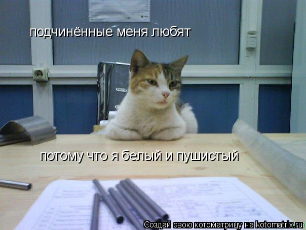 подчинённые меня любят потому что я белый и пушистый... Котоматрица: подчинённые меня любят потому что я белый и пушистый