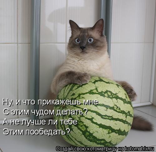Ну, и что прикажешь мне С этим чудом делать? А не лучше ли тебе Этим пообедать?... Котоматрица: Ну, и что прикажешь мне С этим чудом делать? А не лучше ли тебе Этим пообедать?