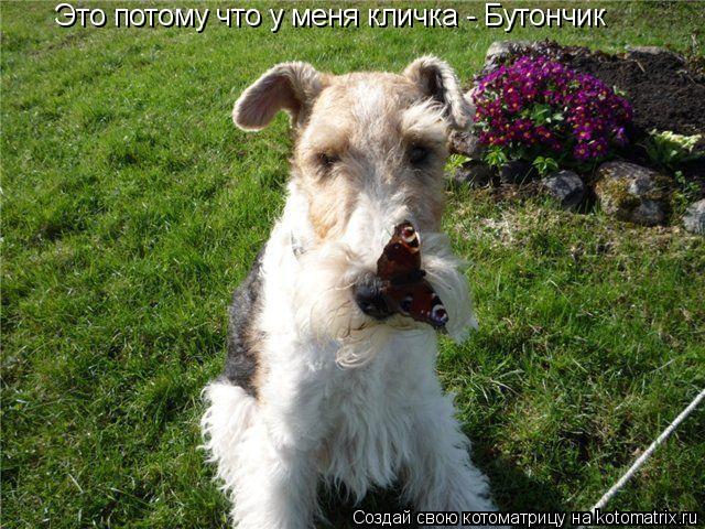 Это потому что у меня кличка - Бутончик... Котоматрица: Это потому что у меня кличка - Бутончик