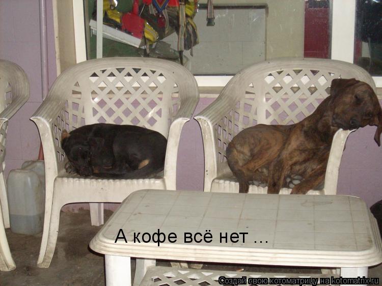 Котоматрица: А кофе всё нет ...