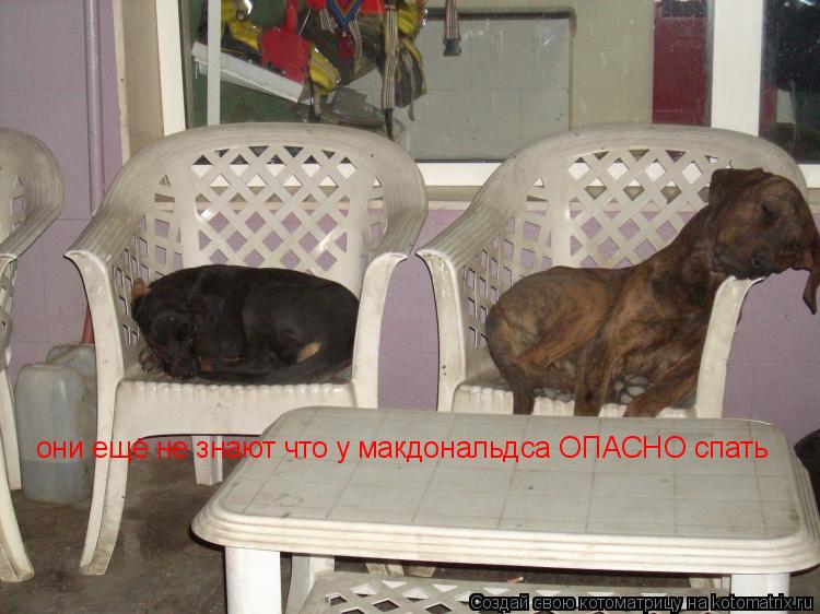 они ещё не знают что у макдональдса ОПАСНО спать... Котоматрица: они ещё не знают что у макдональдса ОПАСНО спать