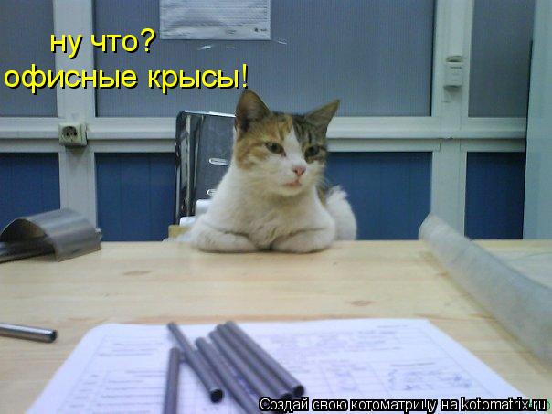 Котоматрица: ну что? офисные крысы!