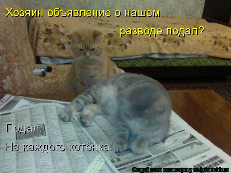 Котоматрица: Хозяин объявление о нашем разводе подал? Подал.  На каждого котёнка...