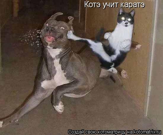 Котоматрица: Котэ учит каратэ