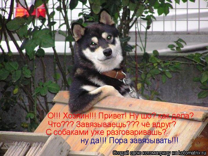 Котоматрица: О!!! Хозяин!!! Привет! Ну шо? как дела? Что??? Завязываешь??? чё вдруг? С собаками уже разговаривашь? ну да!!! Пора завязывать!!!
