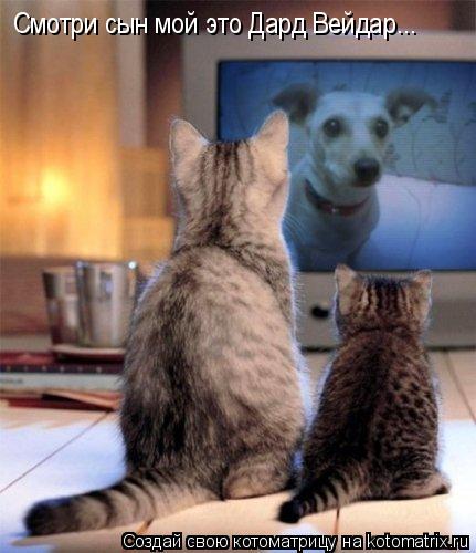Котоматрица: Смотри сын мой это Дард Вейдар...