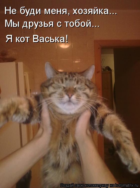 Котоматрица: Не буди меня, хозяйка... Мы друзья с тобой... Я кот Васька!