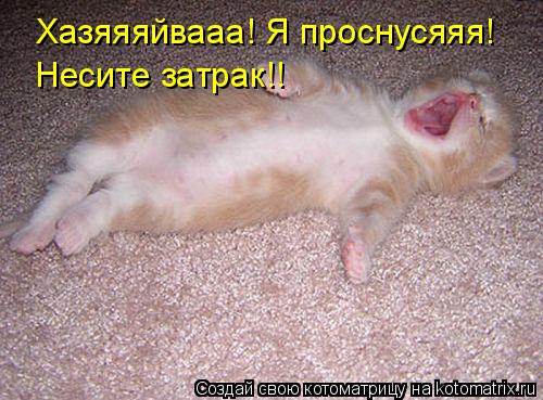 Котоматрица: Хазяяяйвааа! Я проснусяяя!  Несите затрак!!
