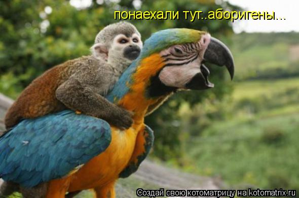 Котоматрица: понаехали тут..аборигены...