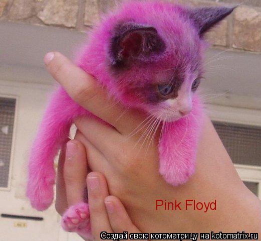 Котоматрица: Pink Floyd