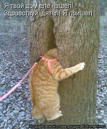 Я твой дом еле нашёл! Здравствуй, дятел! Я пришёл.... Котоматрица: Я твой дом еле нашёл! Здравствуй, дятел! Я пришёл.