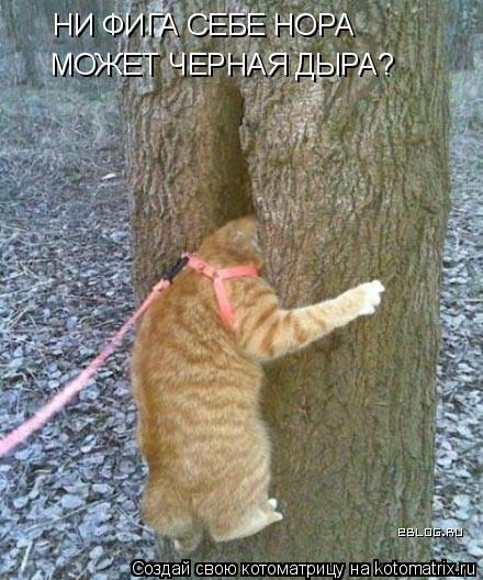 НИ ФИГА СЕБЕ НОРА МОЖЕТ ЧЕРНАЯ ДЫРА?... Котоматрица: НИ ФИГА СЕБЕ НОРА МОЖЕТ ЧЕРНАЯ ДЫРА?