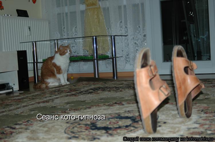 Сеанс кото-гипноза... Котоматрица: Сеанс кото-гипноза