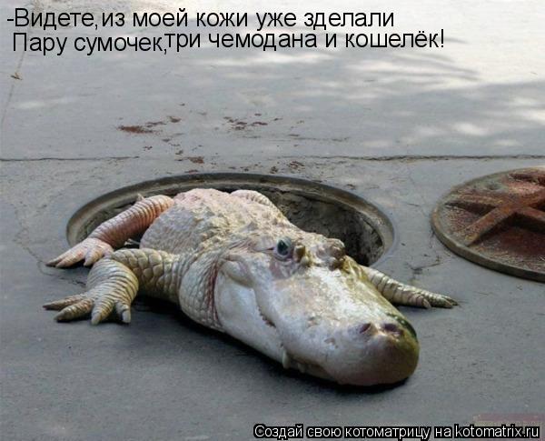 -Видете,из моей кожи уже зделали Пару сумочек, три чемодана и кошелёк!... Котоматрица: -Видете,из моей кожи уже зделали Пару сумочек, три чемодана и кошелёк!