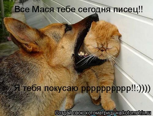 Все Мася тебе сегодня писец!! Я тебя покусаю рррррррррр!!:))))... Котоматрица: Все Мася тебе сегодня писец!! Я тебя покусаю рррррррррр!!:))))