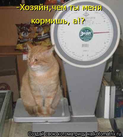 Котоматрица: -Хозяйн,чем ты меня  кормишь, а!?
