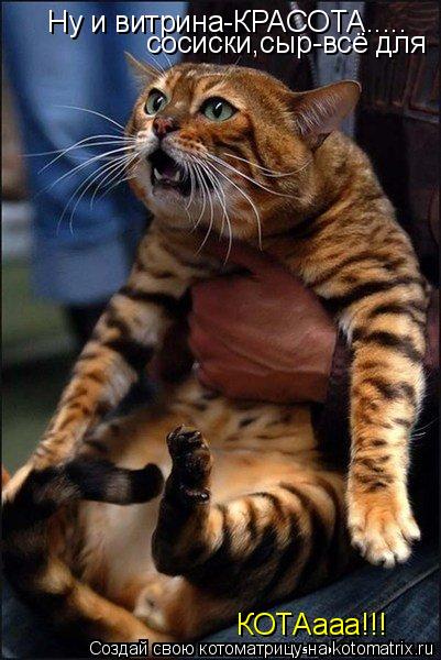 Котоматрица: Ну и витрина-КРАСОТА..... сосиски,сыр-всё для КОТАааа!!!