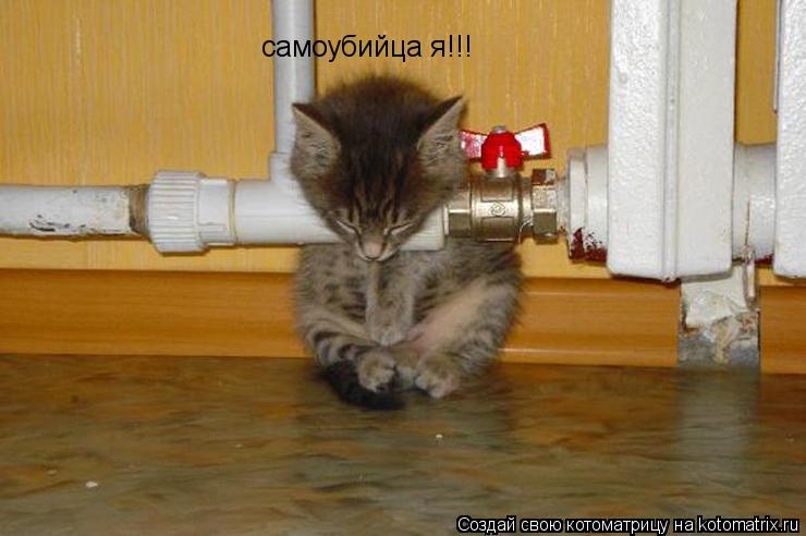 самоубийца я!!!... Котоматрица: самоубийца я!!!
